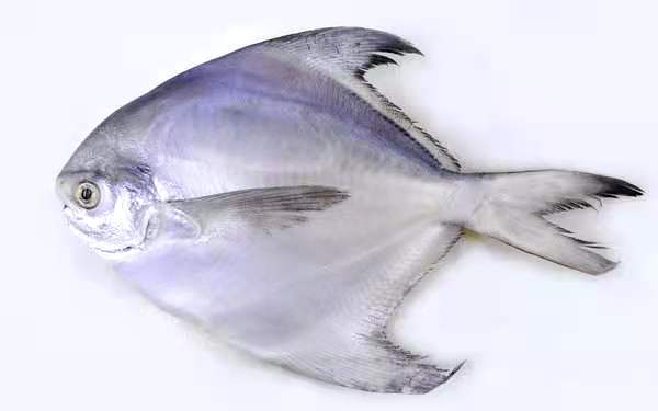 新鲜银鲳鱼1kg