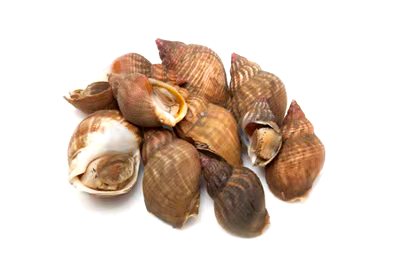 Fresh Whelks 1kg