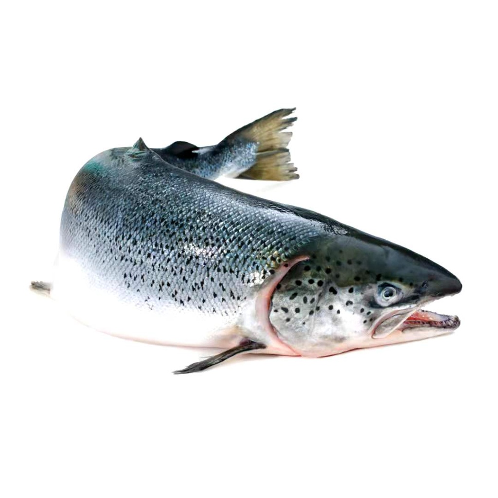 Fresh Big Salmon 1KG