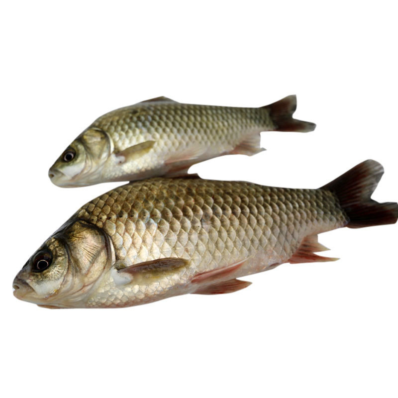 Fresh Crucian Carp 1kg
