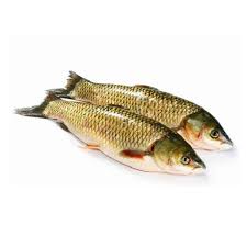 新鲜草鱼1KG