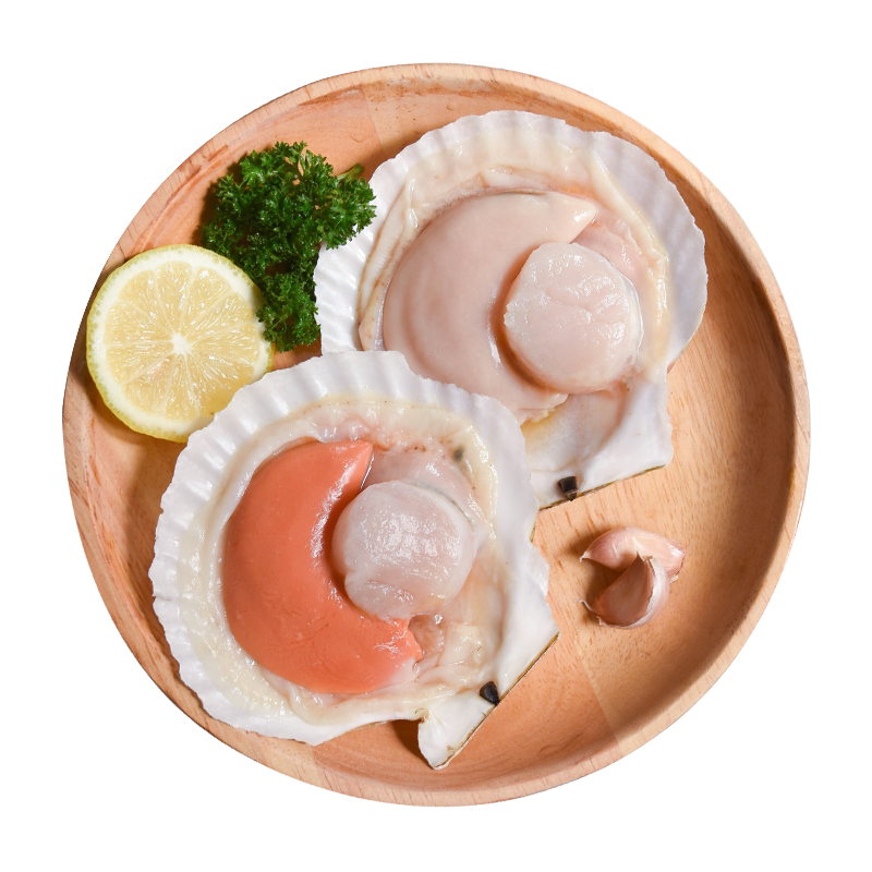 Fresh Whole Shell Scallops 1Pcs