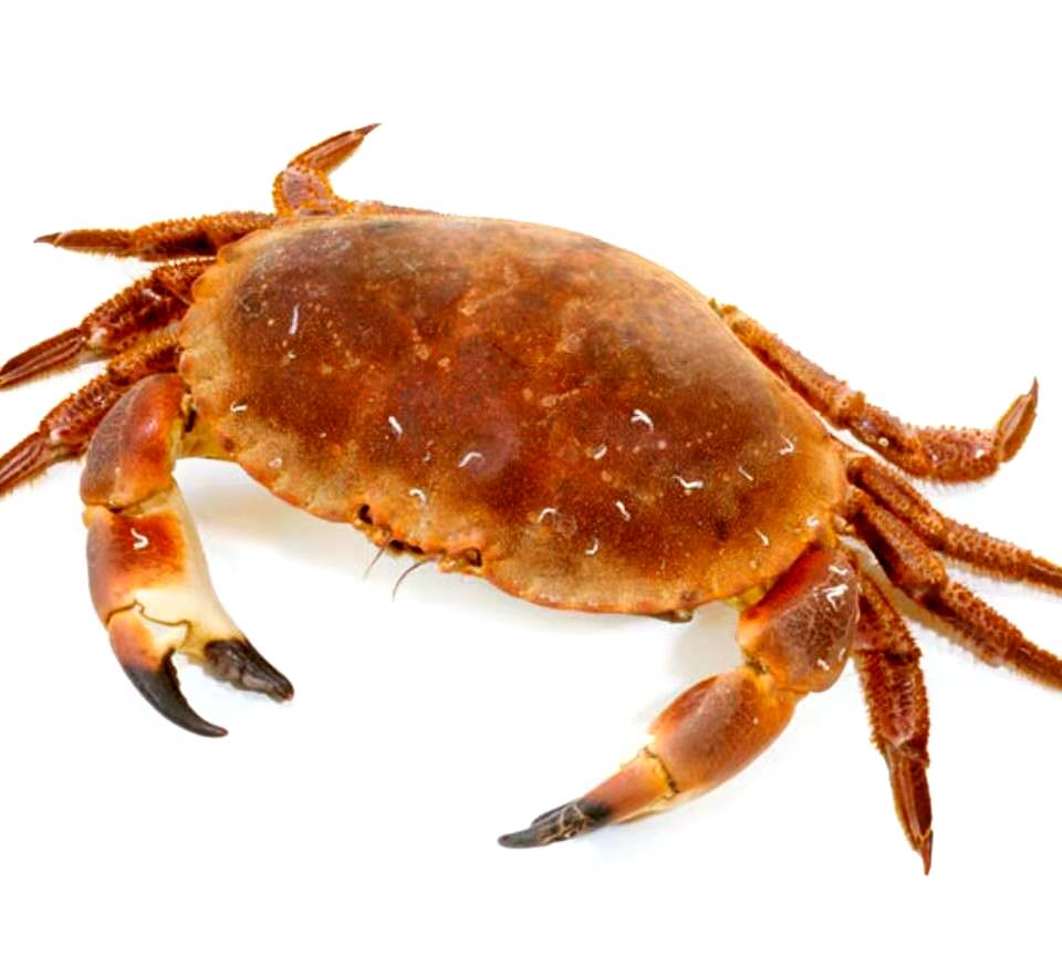 新鲜苏格兰螃蟹/面包蟹1kg