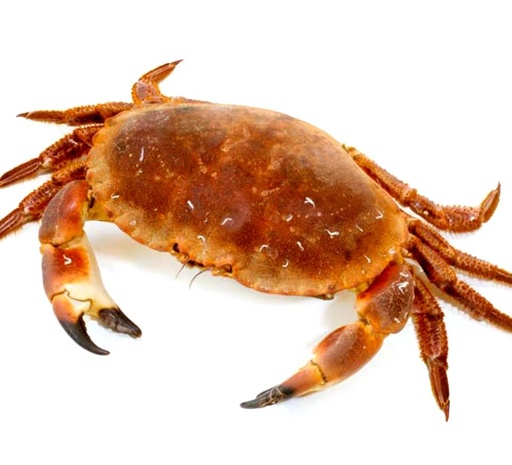 新鲜苏格兰螃蟹/面包蟹1kg