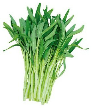 Morning Glory (Per Pack)