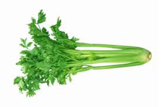 Chinese Celery    