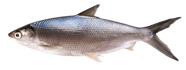 FISHER FARMS Whole Milk Fish 600-800g (11)  LARGE SIZE