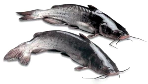 ASEAN SEAS Frozen Cleaned Whole Yellow Catfish 900G