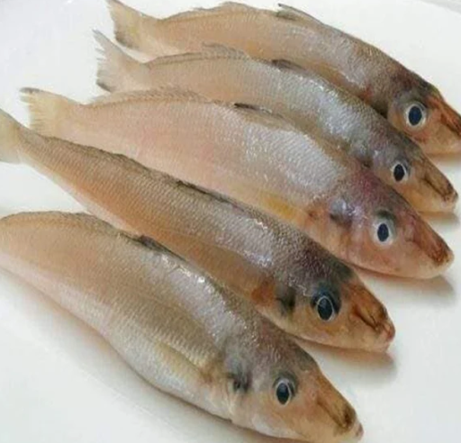 新鲜沙尖鱼1KG