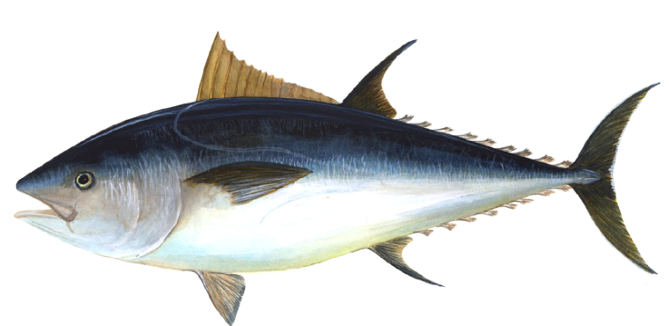 Tuna 1KG