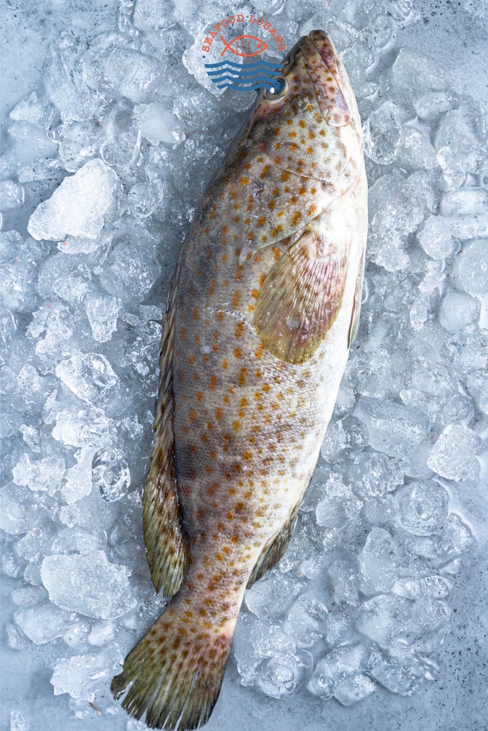 Fresh Black Grouper 1KG