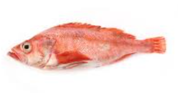 Red Grouper 1KG