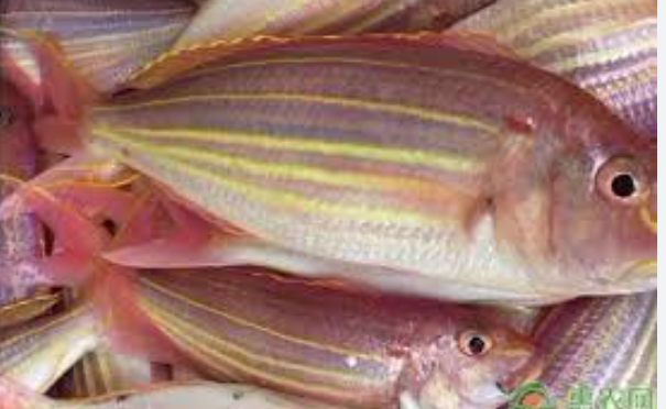 Golden threadfin bream 1KG