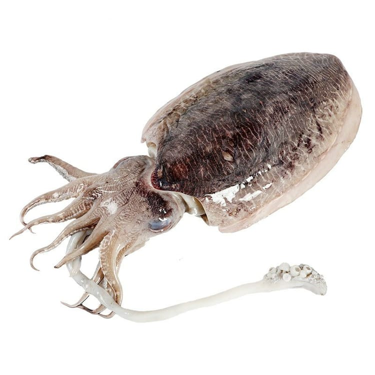 新鲜墨鱼1KG