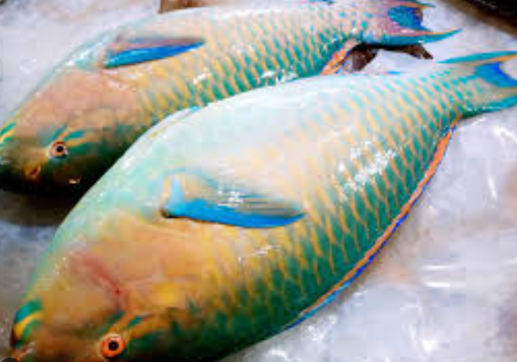 新鲜青衣鱼1KG