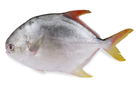 Frozen Golden Pomfret 1