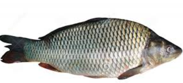 Fresh Carp 1KG