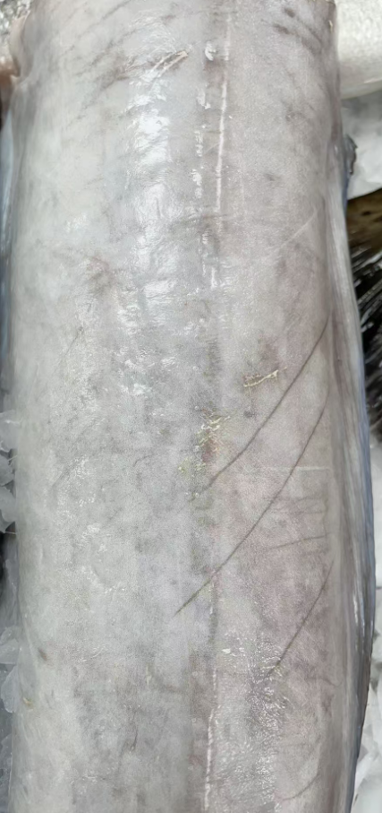 Fresh Sea Eel 1KG