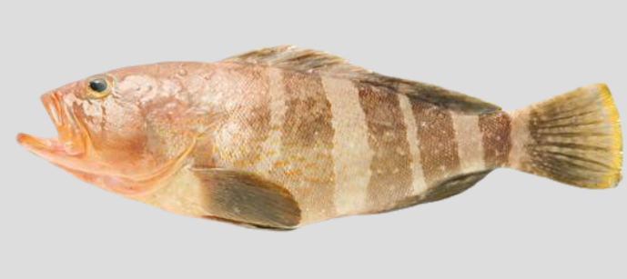 新鲜黄石斑鱼1KG