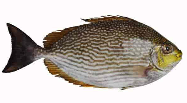 新鲜泥鯭/兔子鱼1KG