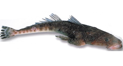 Flathead Fish 1KG