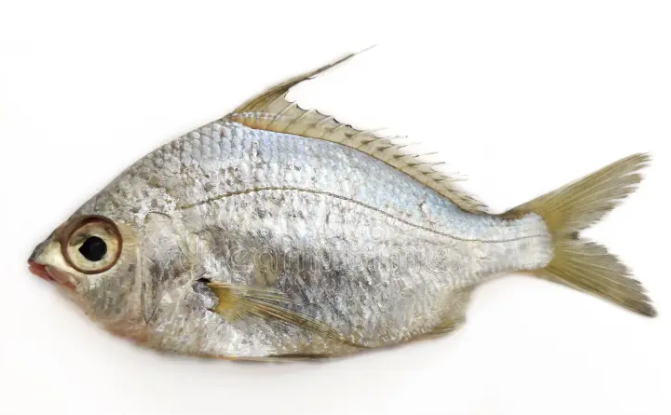 Silver Biddy 1KG