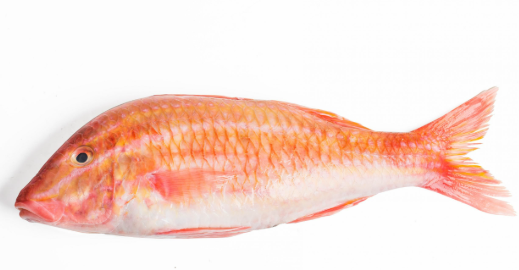 新鲜红鲻鱼1KG