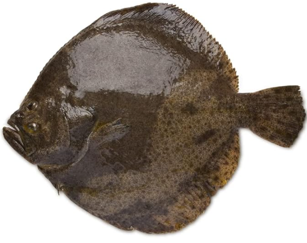 新鲜野生多宝鱼1KG