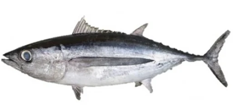 Fresh baby tuna (whole) 1KG