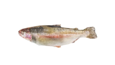 新鲜彩虹鳟鱼1KG