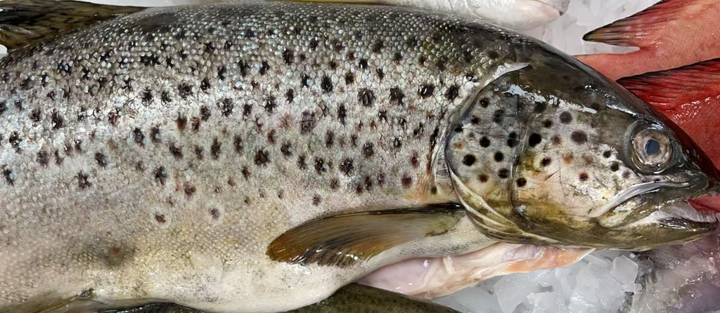 Fresh Wild Trout 1KG