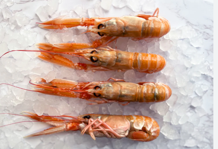 新鲜活鳌虾1KG