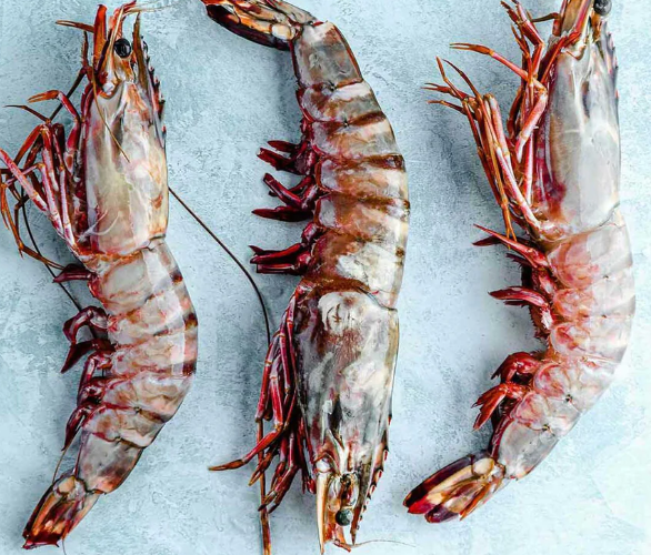 Fresh Extra-Large Black Tiger Prawns1KG