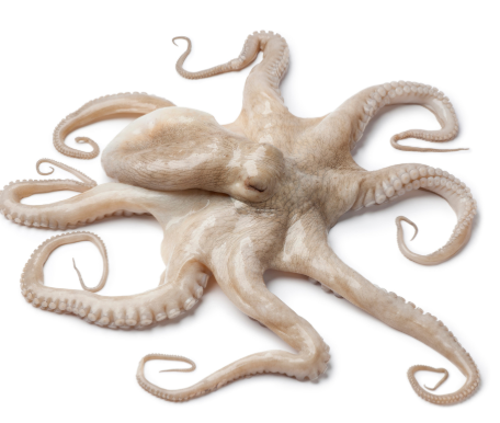 Fresh Octopus 1KG