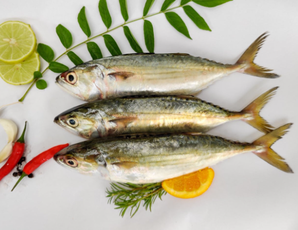 Fresh Indian Mackerel 1KG