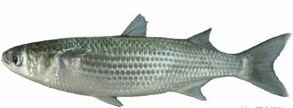 Fresh Black Mullet 1KG